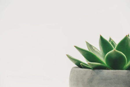 Embrace Simplicity: Your Guide to Starting a Minimalist Journey - Storehouse Essentials