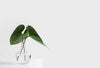 The Transformative Benefits of a Minimalist Lifestyle