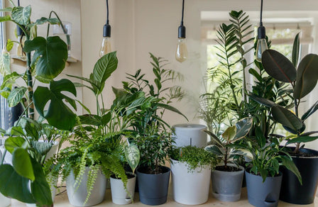 Transform Your Space: Nature Inside Your Home - Storehouse Essentials