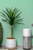 Air Purifiers for a Cleaner, Minimalist Living Space - Storehouse Essentials