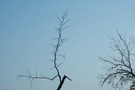 Incorporating Nature into Your Minimalist Space - Storehouse Essentials